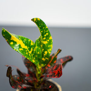 codiaeum-mammi-baby-kroton