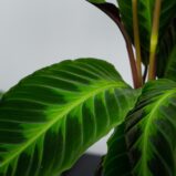 calathea-warscewiczii