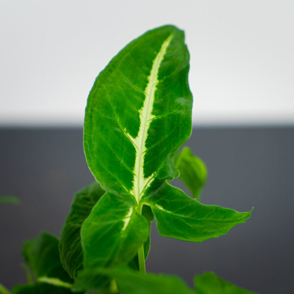 syngonium-wendlandii