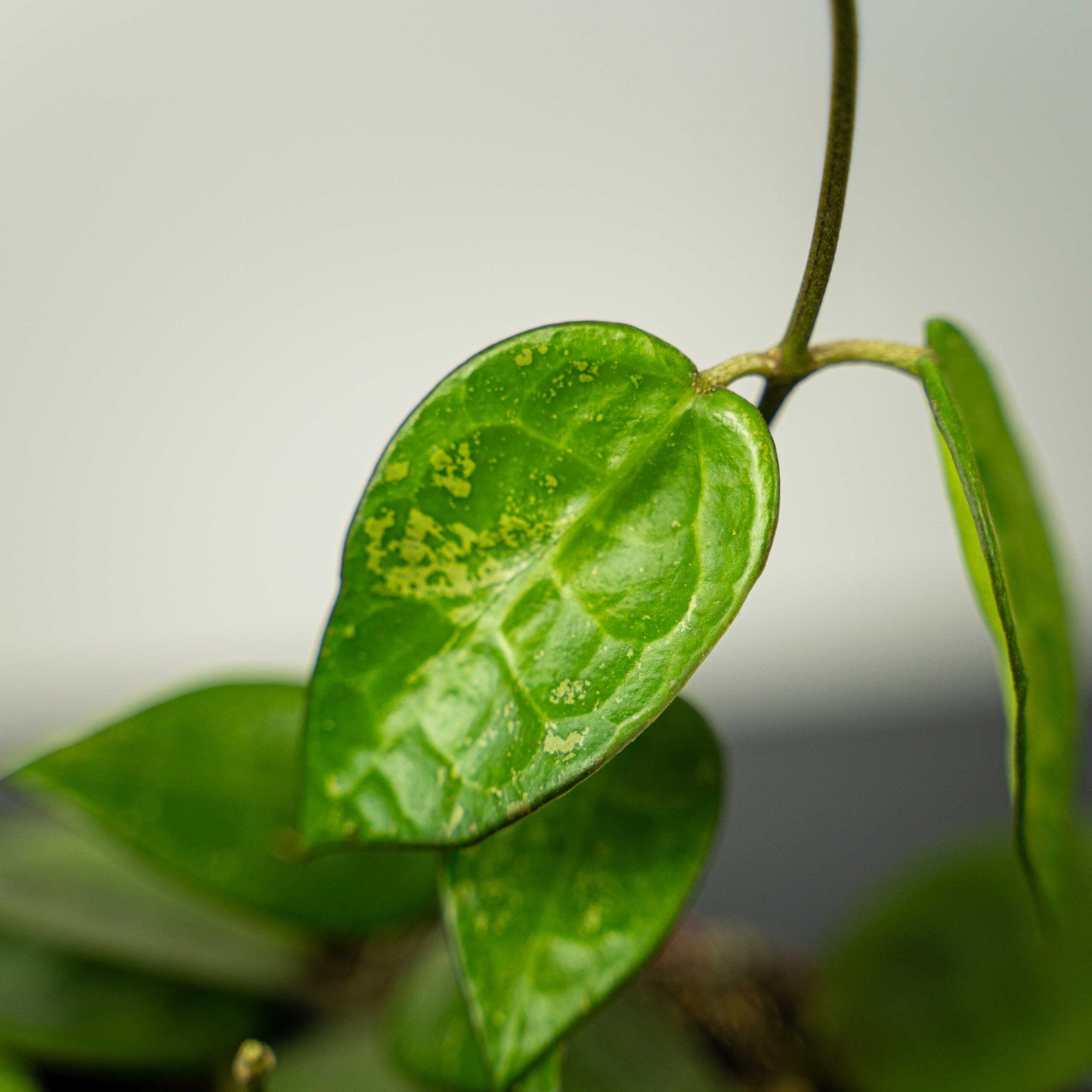 Hoya Parasitica Black Margin