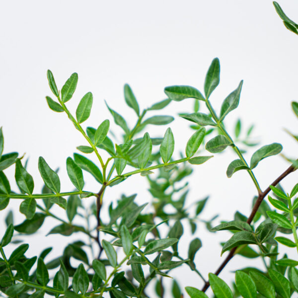 pistacja-kleista-drzewo-mastyksowe-pistacia-lentiscus