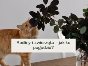 Rudy kot wąchający roślinę domową