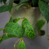 eszynantus-marmurkowy-aeschynanthus-marmoratus