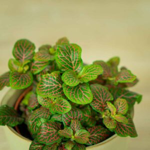 fittonia-red-vein