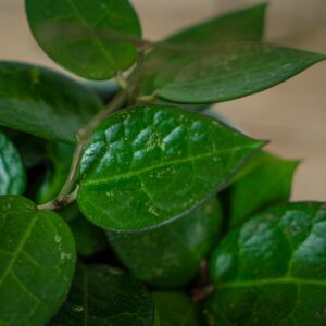 hoya-parasitica-black-margin