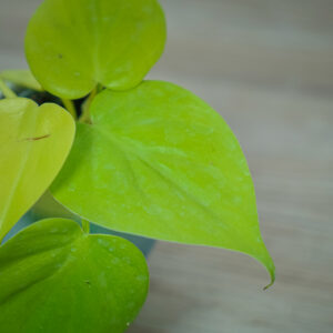 philodendron-scandens-lemon-lime-baby