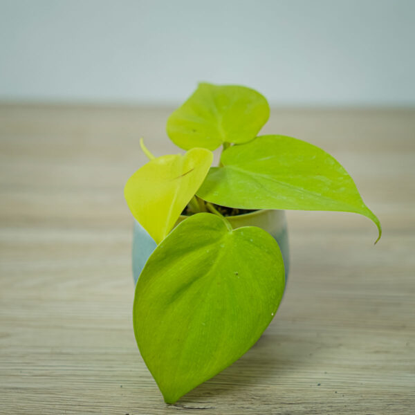 philodendron-scandens-lemon-lime-baby