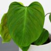 philodendron-fuzzy-petiole
