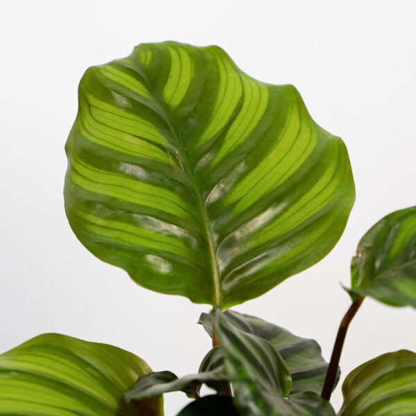 calathea-fasciata