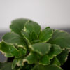 kalanchoe-blossfeldiana-variegata-baby