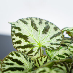 begonia-silver-jewel
