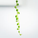 senecio-rowleyanus-variegata-sadzonka