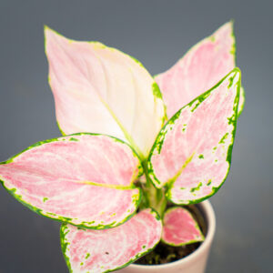 Aglaonema geely red baby