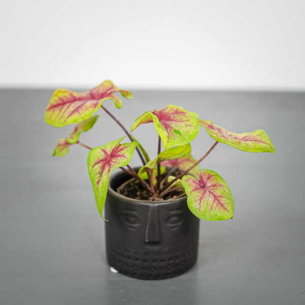 caladium-lemon-blush-baby