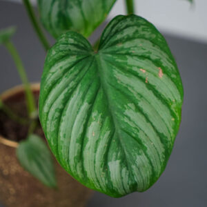 philodendron-mamei-silver