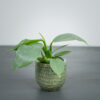 philodendron-hastatum-silver-queen-baby