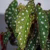 begonia-maculata