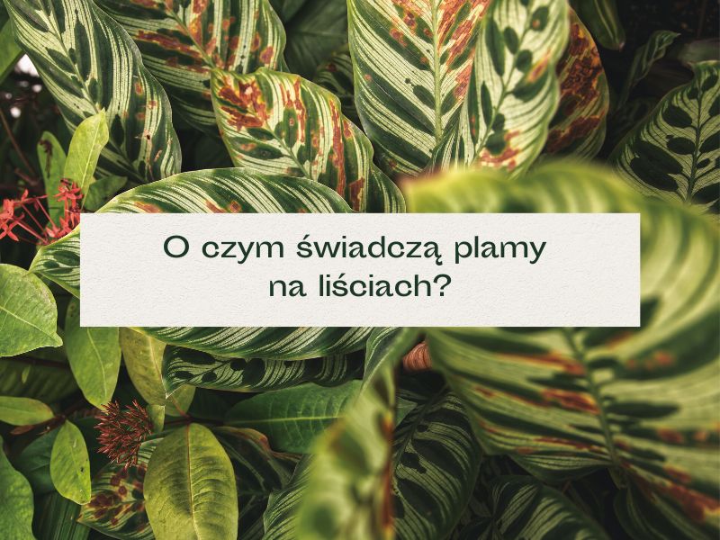 philodendron verrucosum amazonas Philodendron Verrucosum Amazon Sunset XXL main image 0