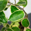 hoya-krimson-queen-na-obreczy