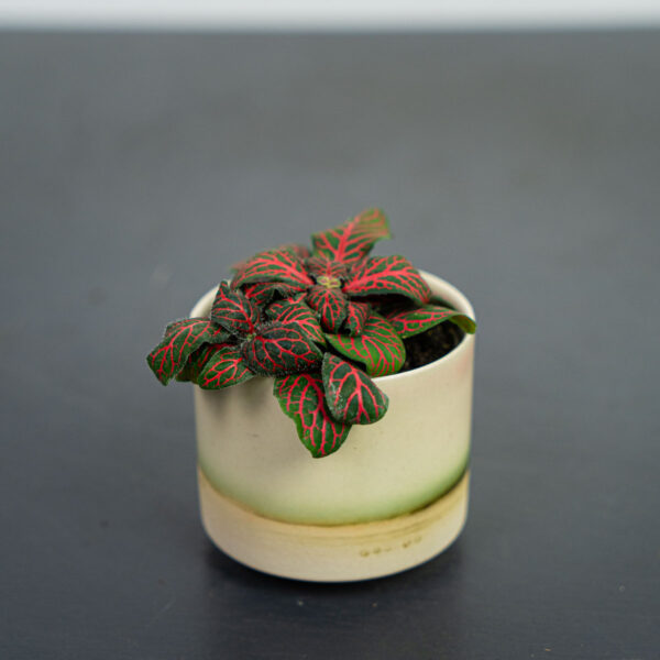 Fittonia joly josan baby
