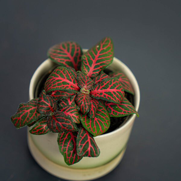Fittonia joly josan baby