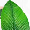 skrzydlokwiat-sensation-spathiphyllum