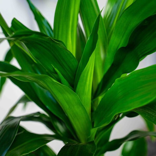 dracena-fragrans-janet-craig-dracaena dracena-fragrans-janet-craig-dracaena