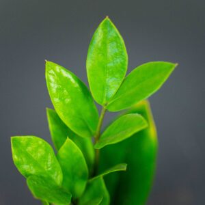 zamioculcas-zamiifolia-baby-zamiokulkas