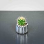 echinocactus-grusonii-kaktus