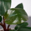 philodendron-rojo-congo