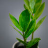 zamioculcas-zamiifolia-baby-zamiokulkas