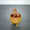 sedum-rubrotinctum-aurora-baby