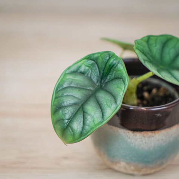 alokazja-silver-nebula-baby-alocasia