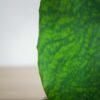 sansevieria-grandis