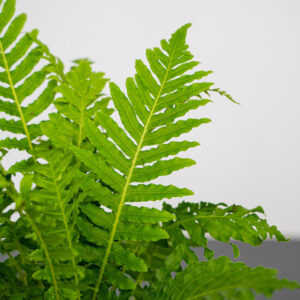 paproc-silver-lady-blechnum-gibbum