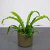 paproc-zanokcica-asplenium-antiquum-osaka