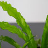 paproc-zanokcica-asplenium-antiquum-osaka