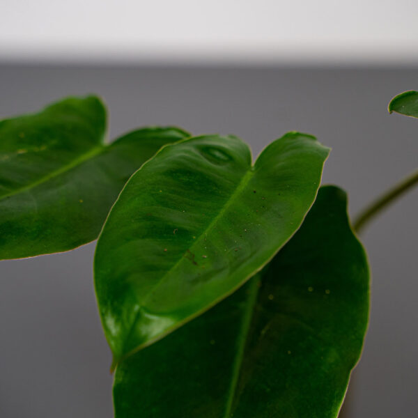 philodendron-burle-marx-w-hydroponice