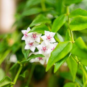 hoya-bella