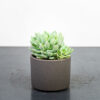 eszeweria-elegans-echeveria