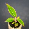 aglaonema-red-gold-baby