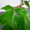 philodendron-squamiferum