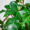 philodendron-squamiferum