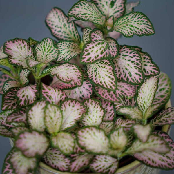 fittonia-mosaic-mistral