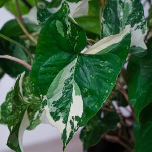 syngonium-podophyllum-variegata-emerald-gem