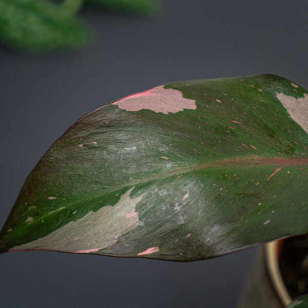 philodendron-pink-princess