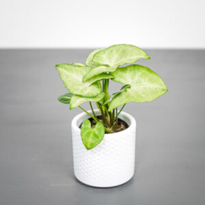 syngonium-white-butterfly-baby