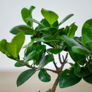 fikus-microcarpa-ginseng-ficus