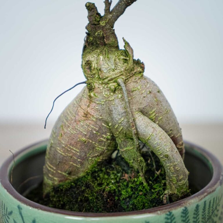 Fikus microcarpa ginseng (ficus) Mała Szklarnia