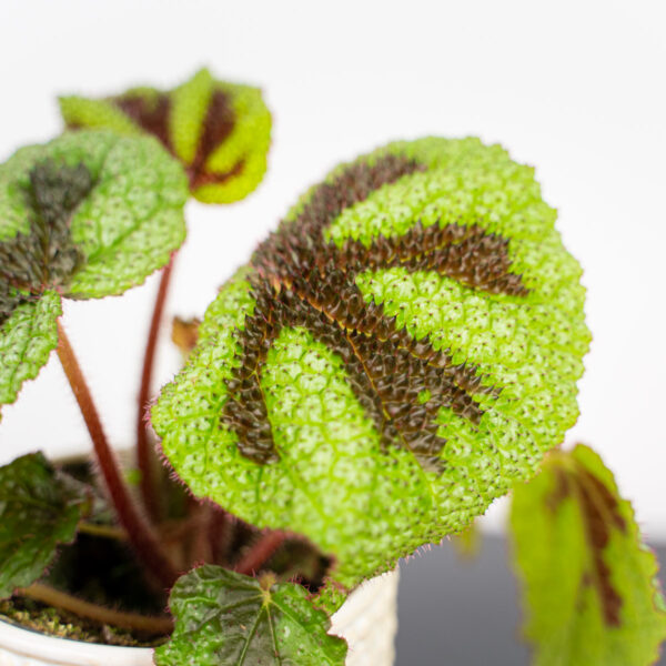 begonia-rex-iron-cross